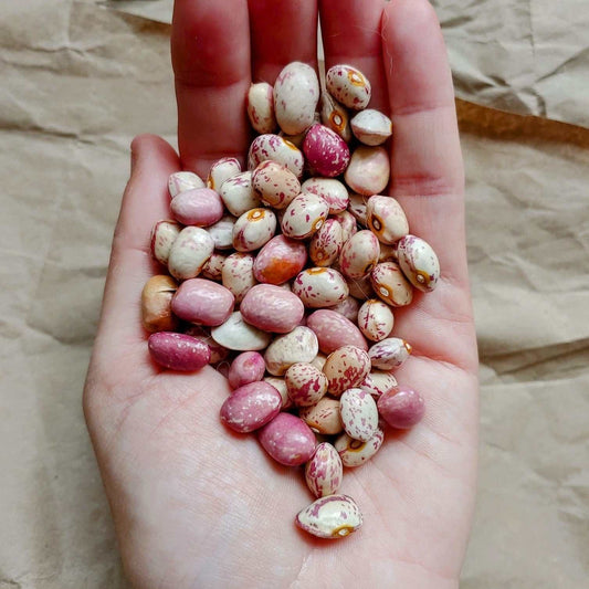 Cranberry bean seeds with speckles in a hand, heritage variety from France.