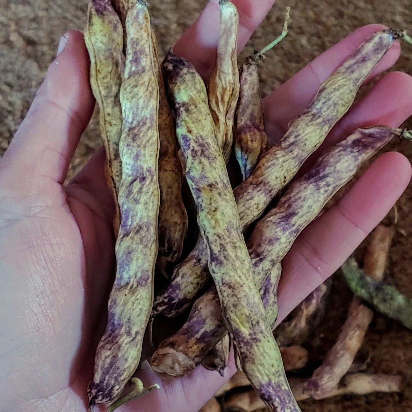 Cranberry bean seeds with speckled pods held in hand, showcasing robust texture and vibrant colors.