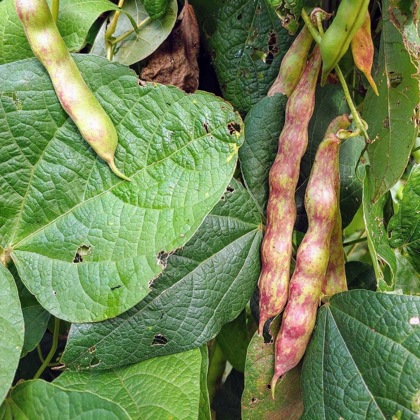 Cranberry bean plant with speckled pods and vibrant green leaves.