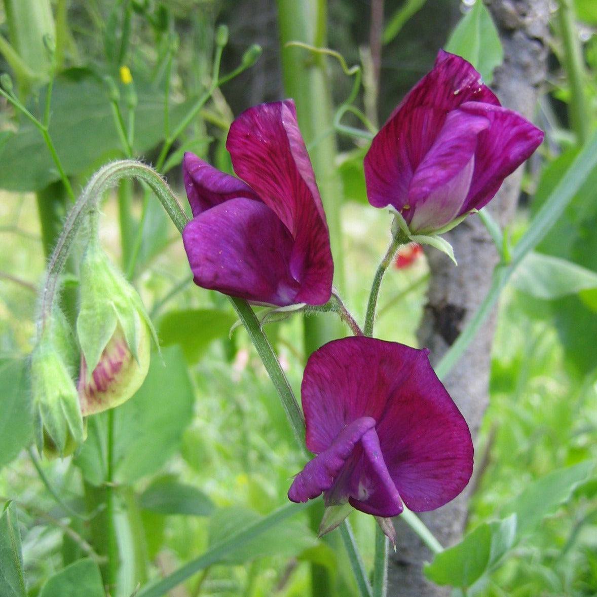 Bijou Mixed Sweet Peas - Bush Type with purple blooms in a garden setting.