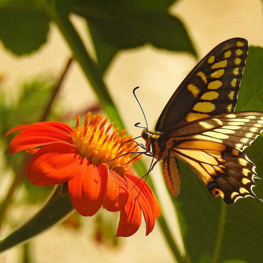 Tithonia Torch Mexican Sunflower with butterfly attracting pollinators in garden.