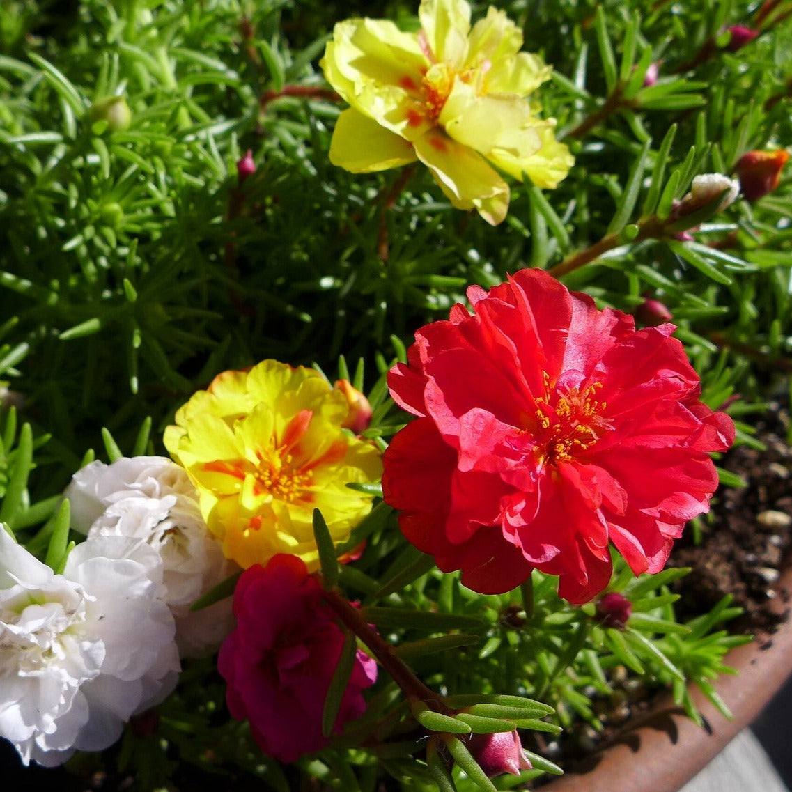 Colorful Portulaca Double Mix blooms with vibrant double flowers in a garden setting.