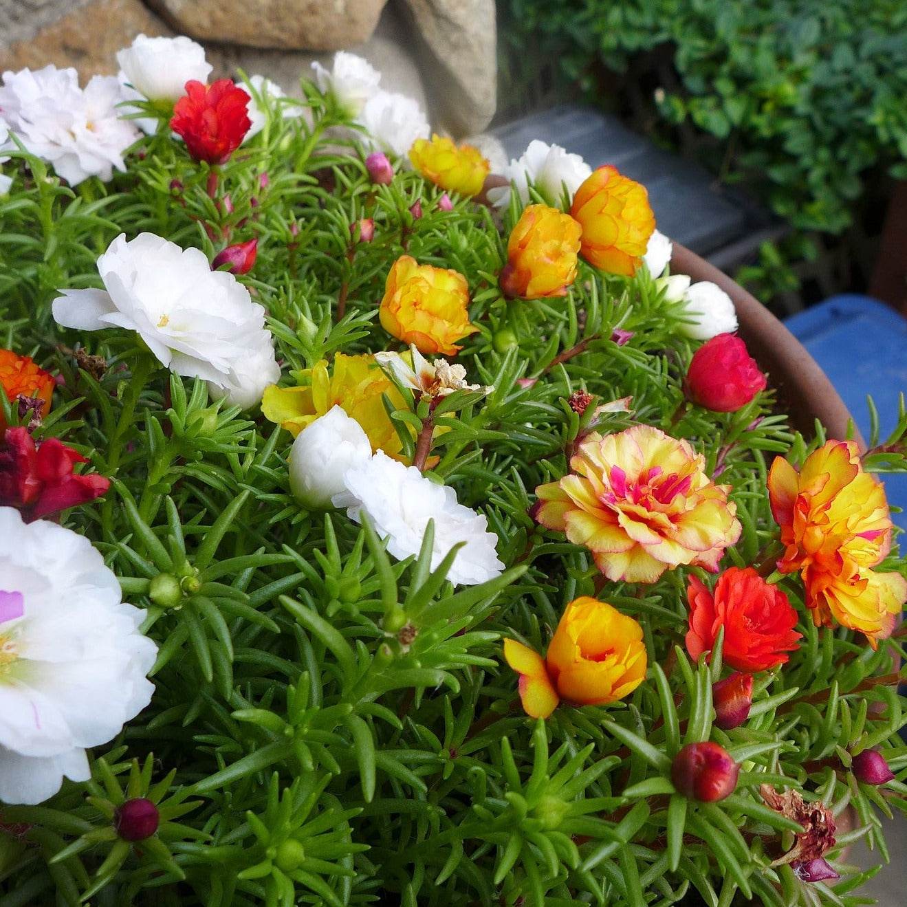 Vibrant Portulaca Double Mix flowers in a garden pot.