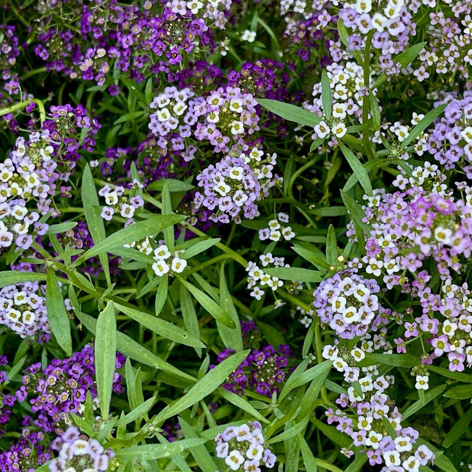 Alyssum Royal Carpet flowers with vibrant purple blooms and dense clusters in a garden setting.