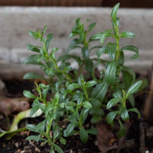 Summer Savory plant in a garden, featuring aromatic, fine-textured leaves.