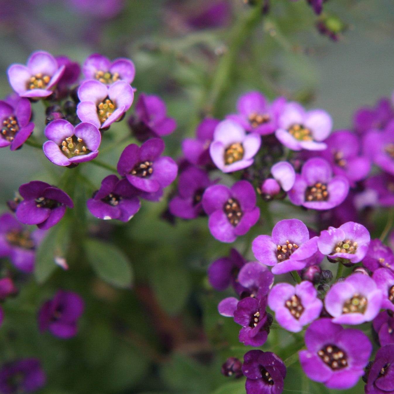 Vibrant purple Alyssum Royal Carpet flowers in bloom.