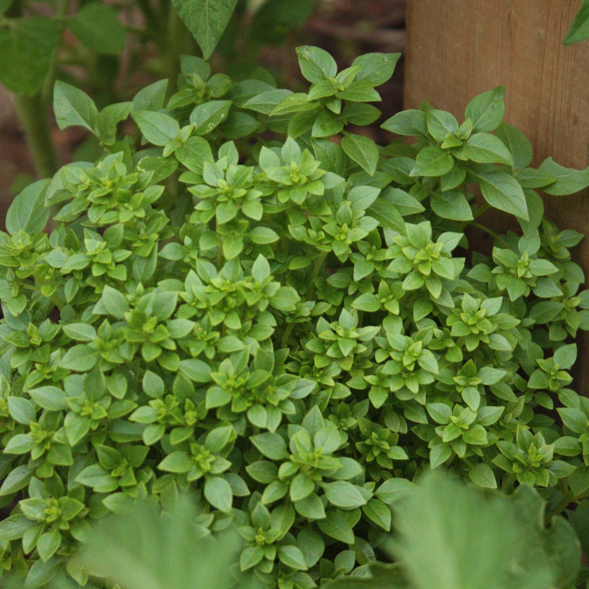 Spicy Globe Basil plant with compact, bushy growth and tiny aromatic leaves.