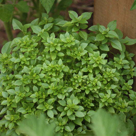 Spicy Globe Basil plant with compact, bushy growth and tiny aromatic leaves.