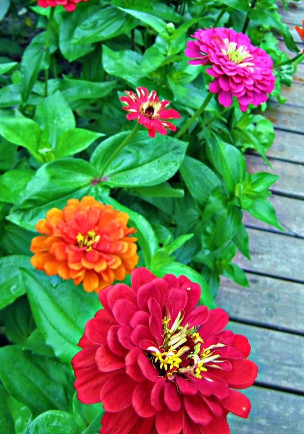 California Mixture Zinnia flowers in vibrant red, orange, and pink shades in a garden setting.
