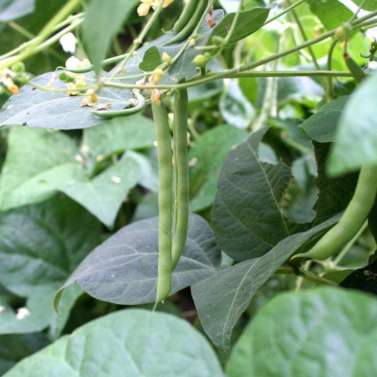 Kentucky Wonder Green Pole Beans growing on plant with lush green leaves.