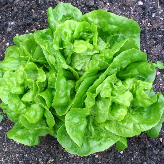 Heirloom Lettuce Tom Thumb with tender green leaves in a garden setting.