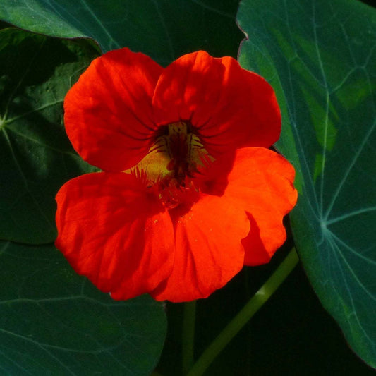 Nasturtium 'Empress of India' with vibrant crimson bloom and lush green foliage.