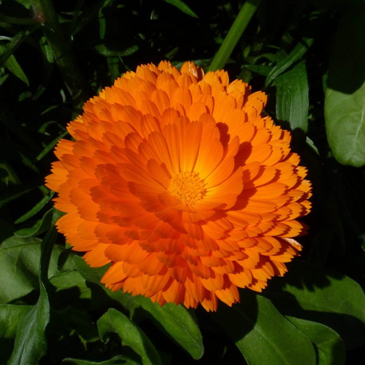 Cut Flower Garden Bundle with vibrant orange blossom in full bloom.