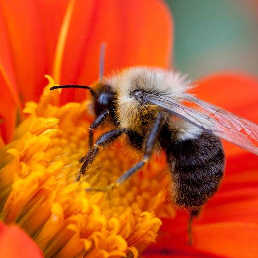 Tithonia Torch Mexican Sunflower attracting a bee with vibrant orange-red petals.