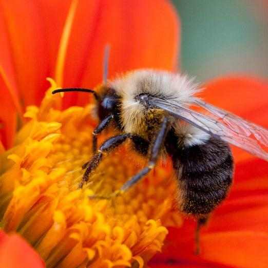 Tithonia Torch Mexican Sunflower with fiery orange-red blooms attracting butterflies and hummingbirds in a sunny garden