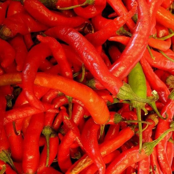 Hot Long Red Cayenne Pepper NT, heirloom, vibrant, non-GMO, Capsicum annuum.