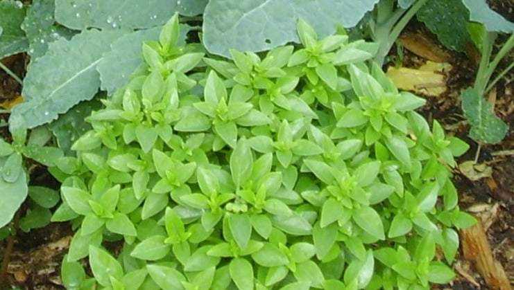 Spicy Globe Basil plant with compact, bushy growth and tiny green leaves.