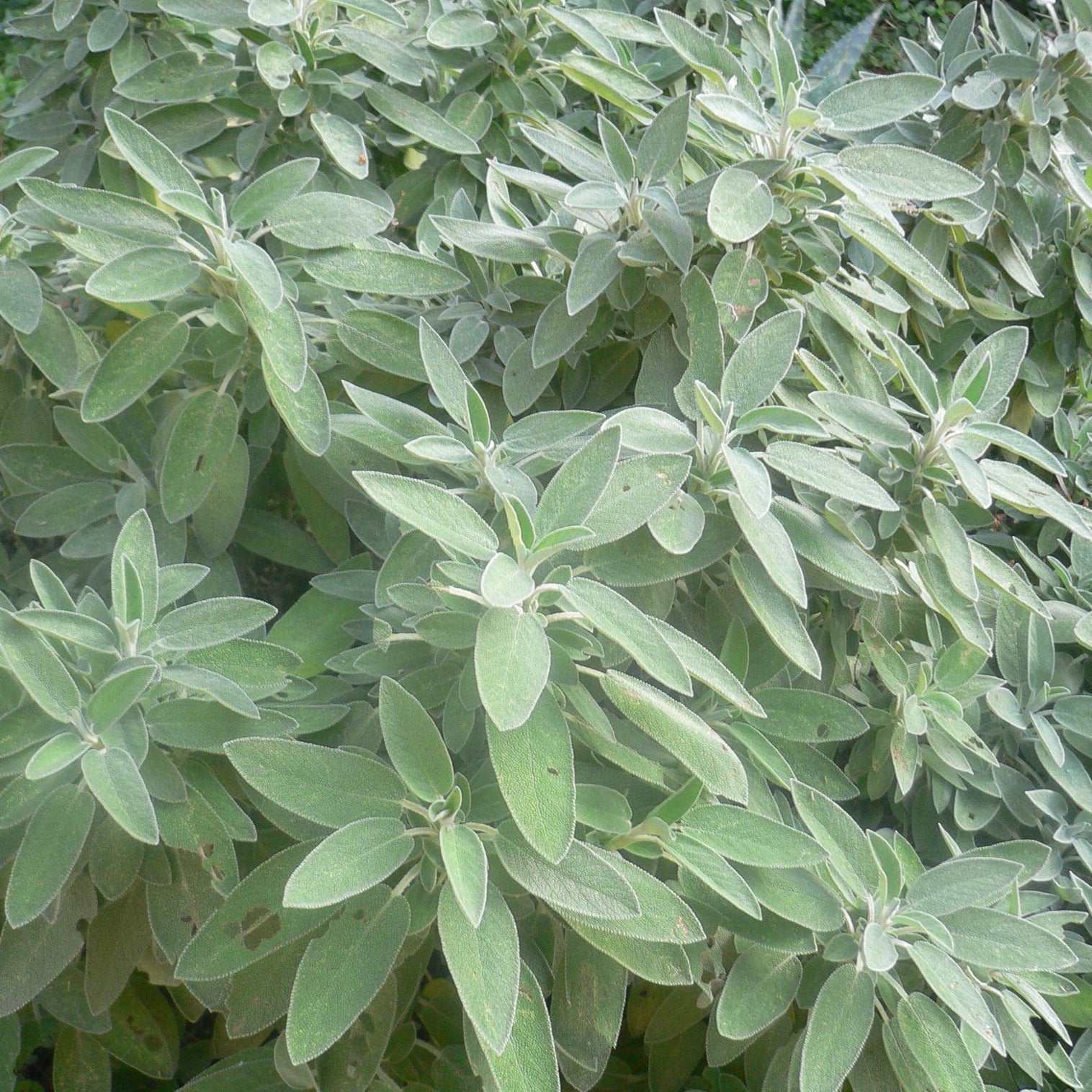 Heirloom Sage Herb with aromatic gray-green leaves growing in a garden.