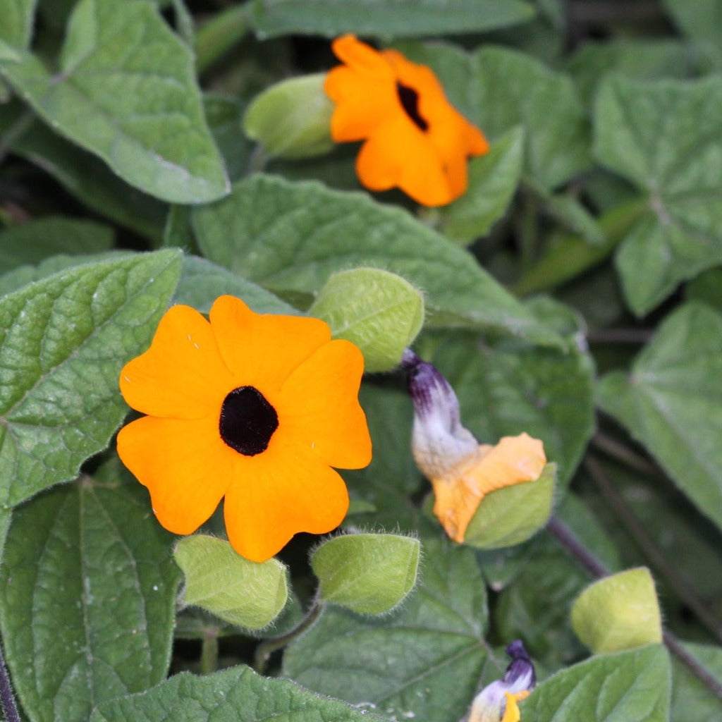 Thunbergia Black Eyed Susan Vine with vibrant yellow flowers and dark centers.