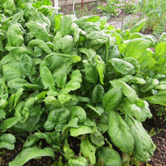 Heirloom Spinach Bloomdale growing in a garden.
