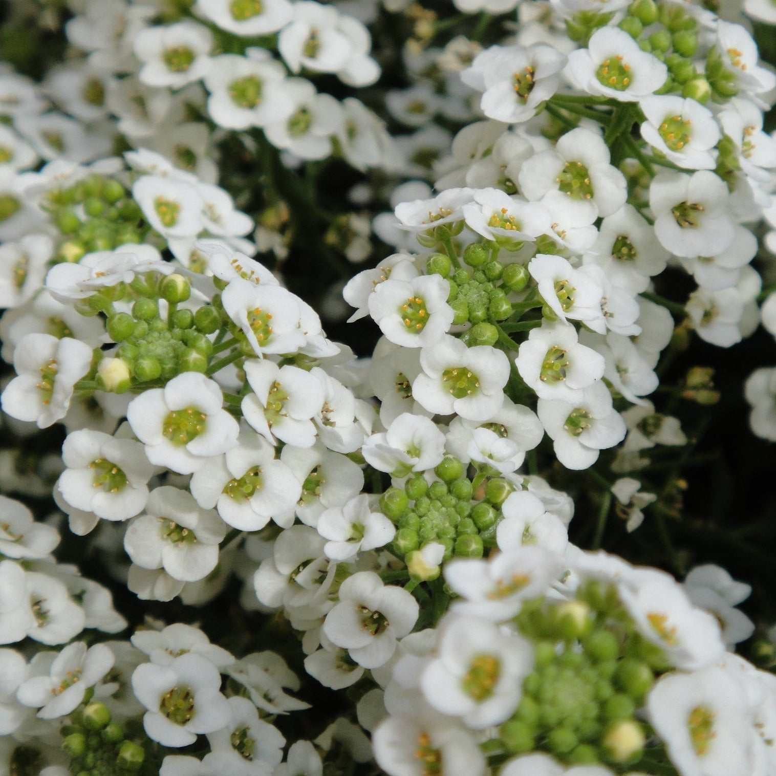 Alyssum Carpet of Snow white flowers blooming in a garden.