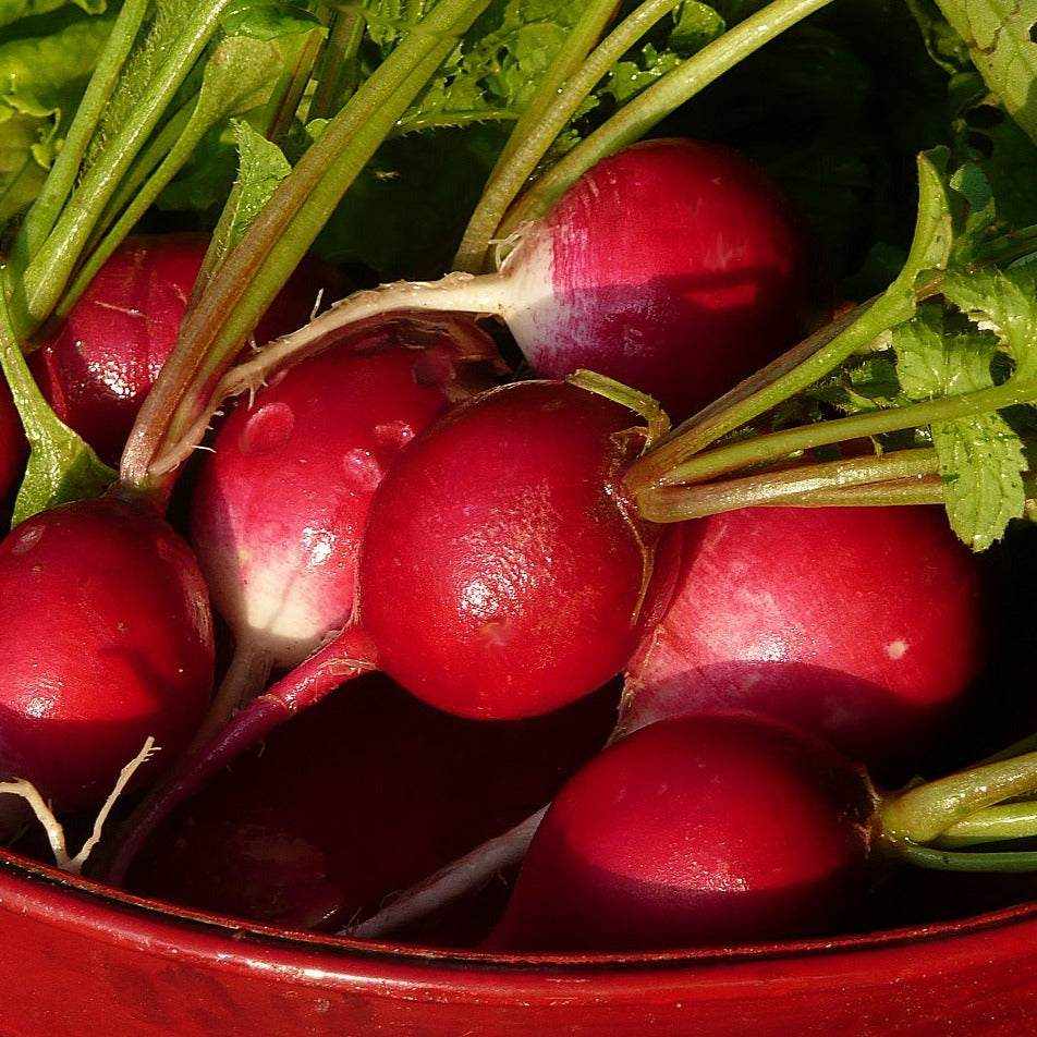 Radish Cherry Belle in a bowl, vibrant red heirloom variety with crisp texture.