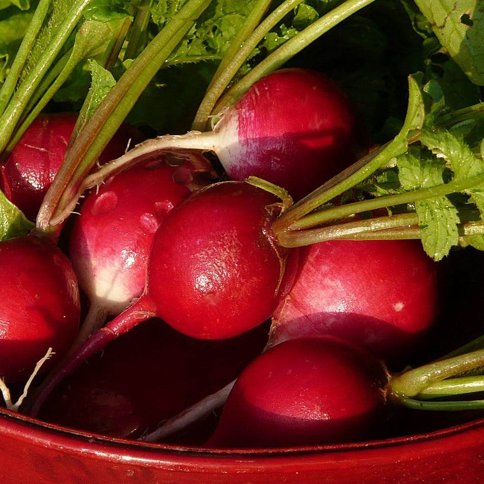 Radishes gathered from the Small Garden Bundle.