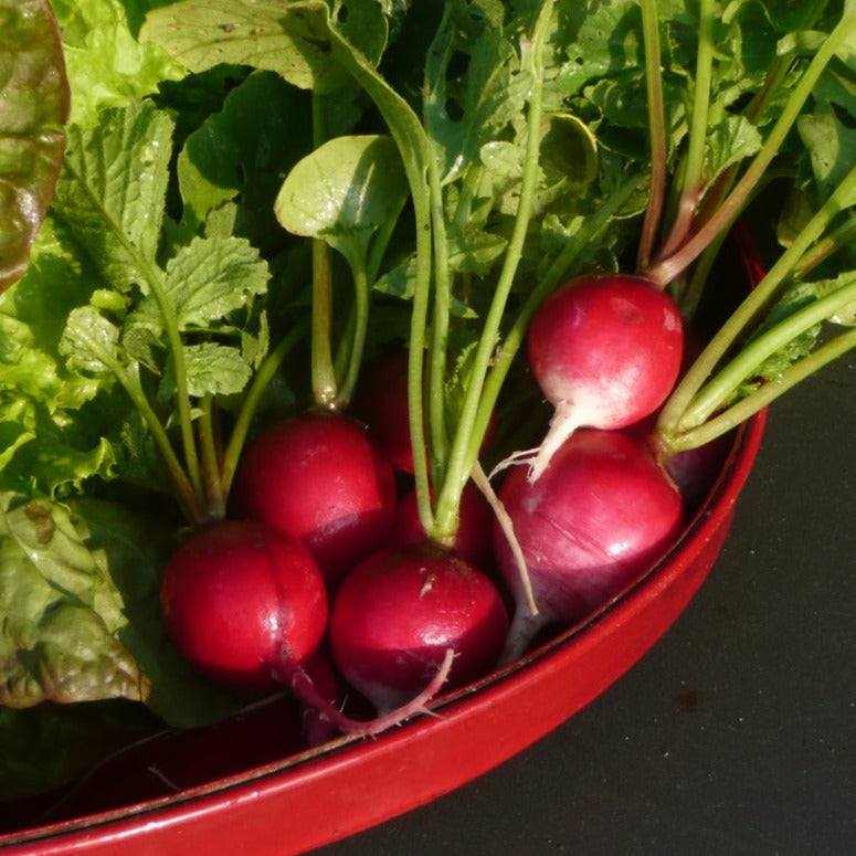 Vibrant red Cherry Belle radishes in a garden setting, showcasing their heirloom quality and crisp texture.