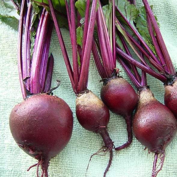 Small Garden Bundle beetroot seeds for vibrant gardening.