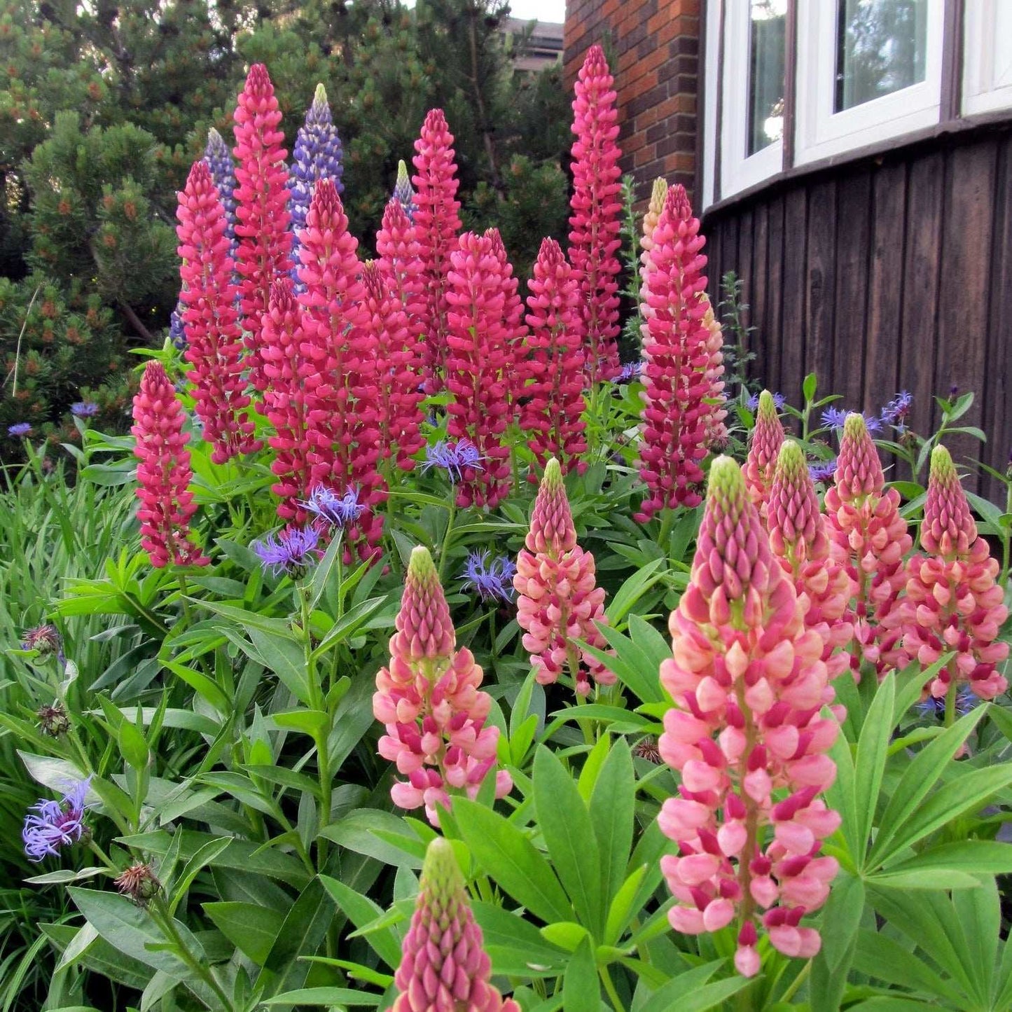 Vibrant Russell’s Hybrids Mix Lupins in garden setting with varied colors and heights.