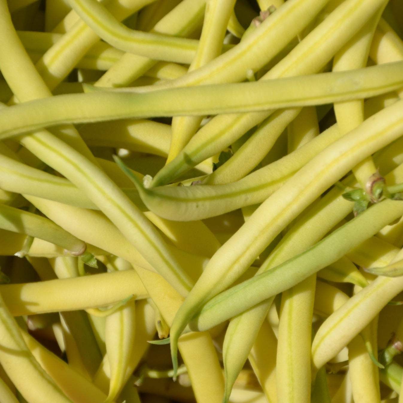 Close-up of Kentucky Wonder Yellow Pole Beans, showcasing long, straight, yellow pods.