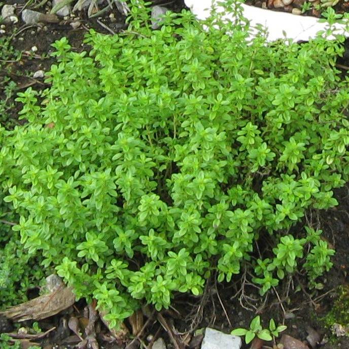 Summer Savory plant with vibrant green leaves growing in a garden.