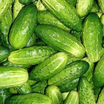 Crisp Regal pickling cucumbers ready for harvest.
