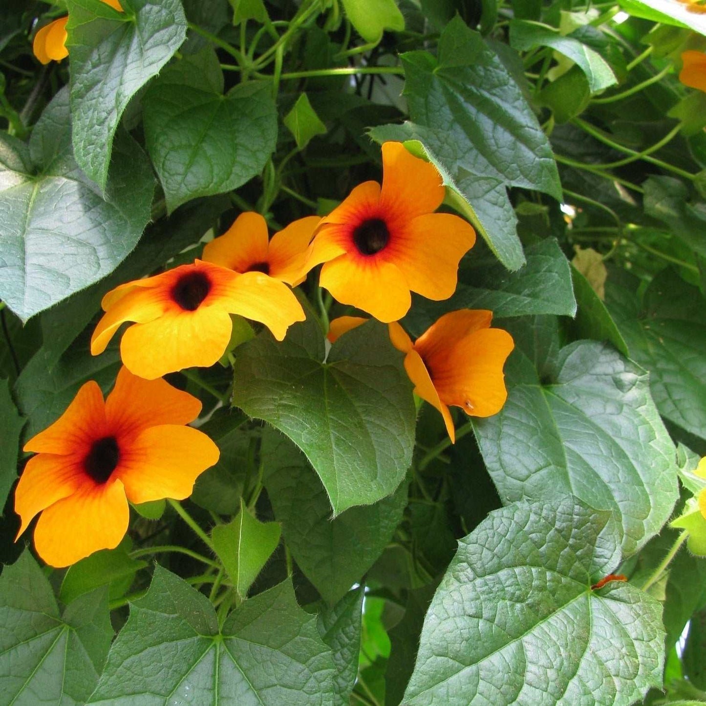 Thunbergia Black Eyed Susan Vine with vibrant yellow flowers and dark centers.
