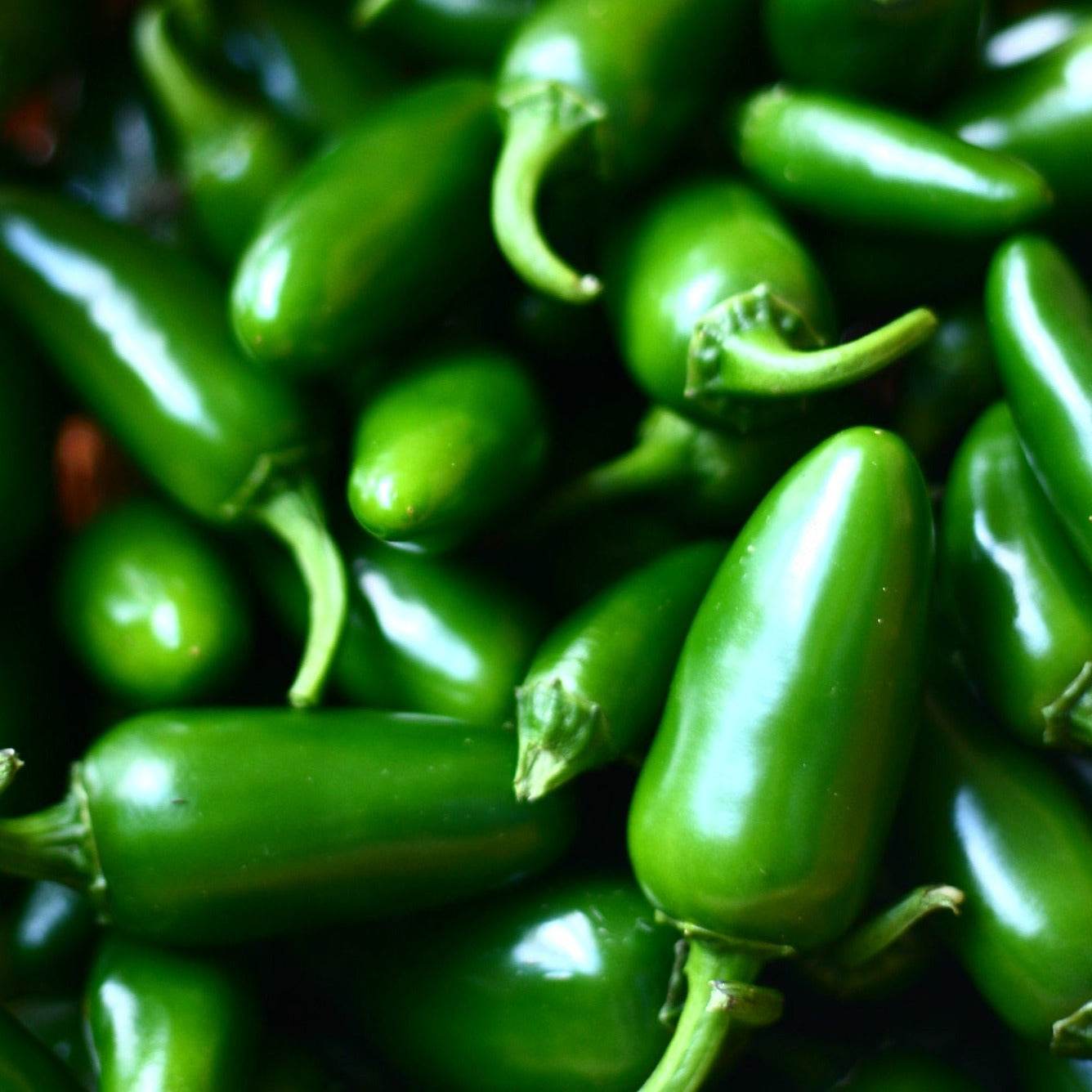 Non-treated jalapeno pepper seeds, heirloom variety, grow your own spicy peppers.