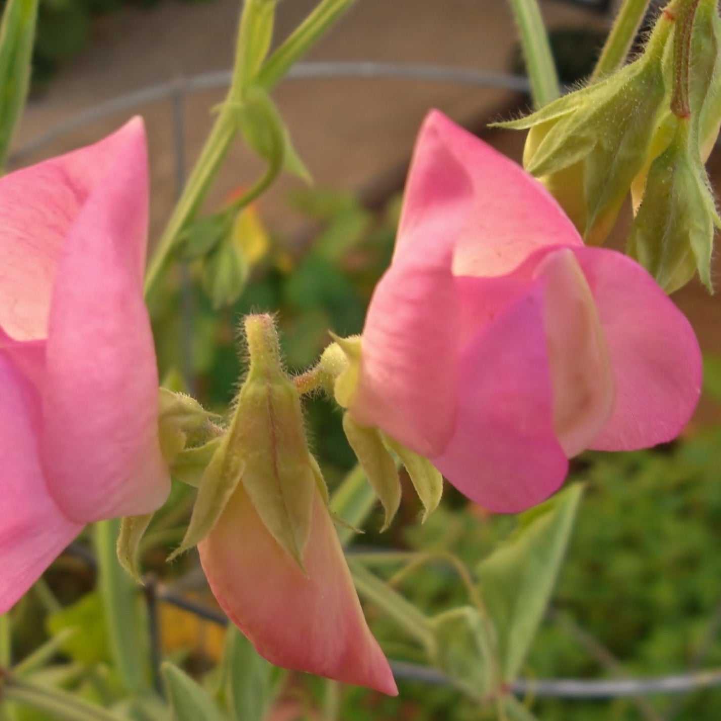Royal Blend Sweet Pea climbing flower with vibrant pink blooms in a garden setting.