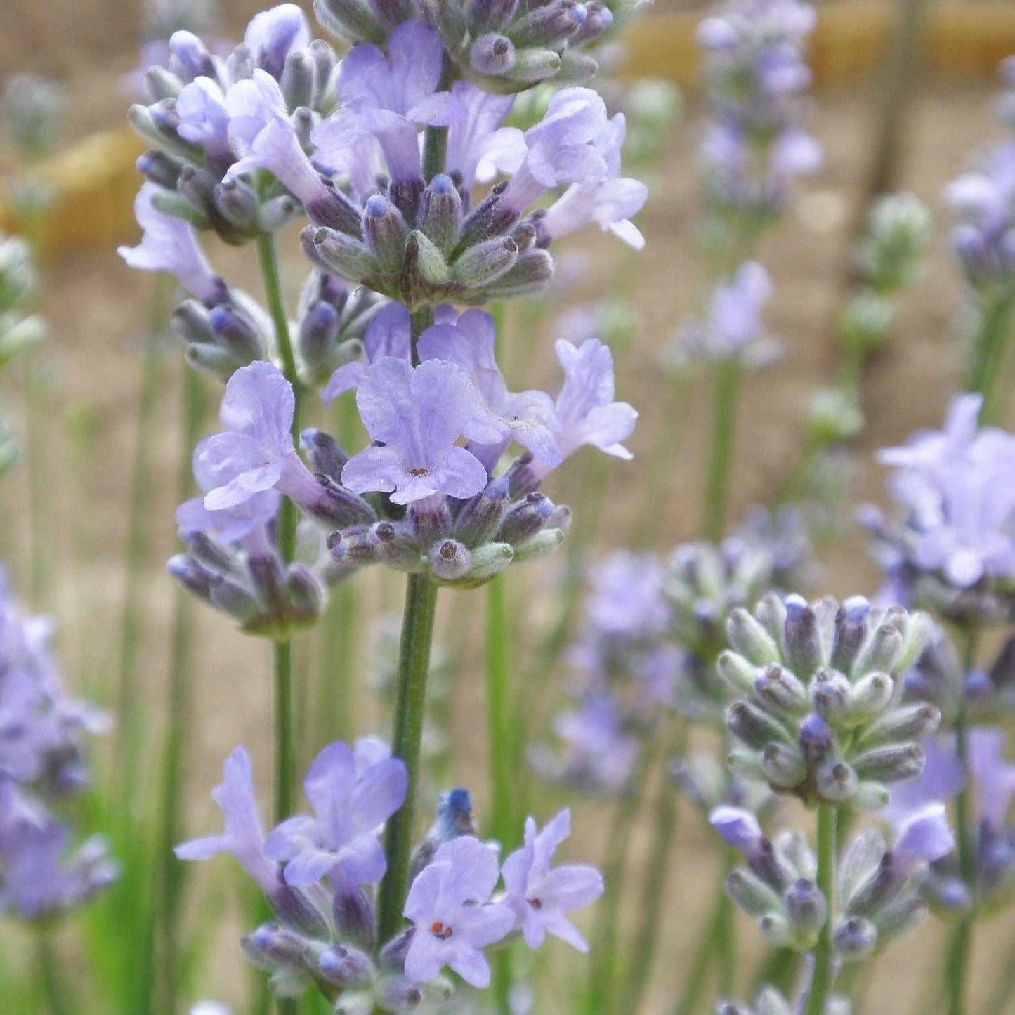 Munstead Lavender flowering with vibrant purple blooms and soothing fragrance.