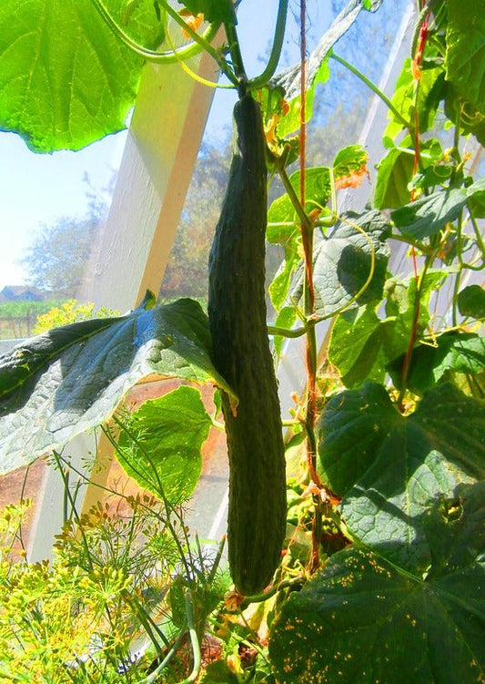 Cucumber Summer Dance variety growing in a sunlit garden.