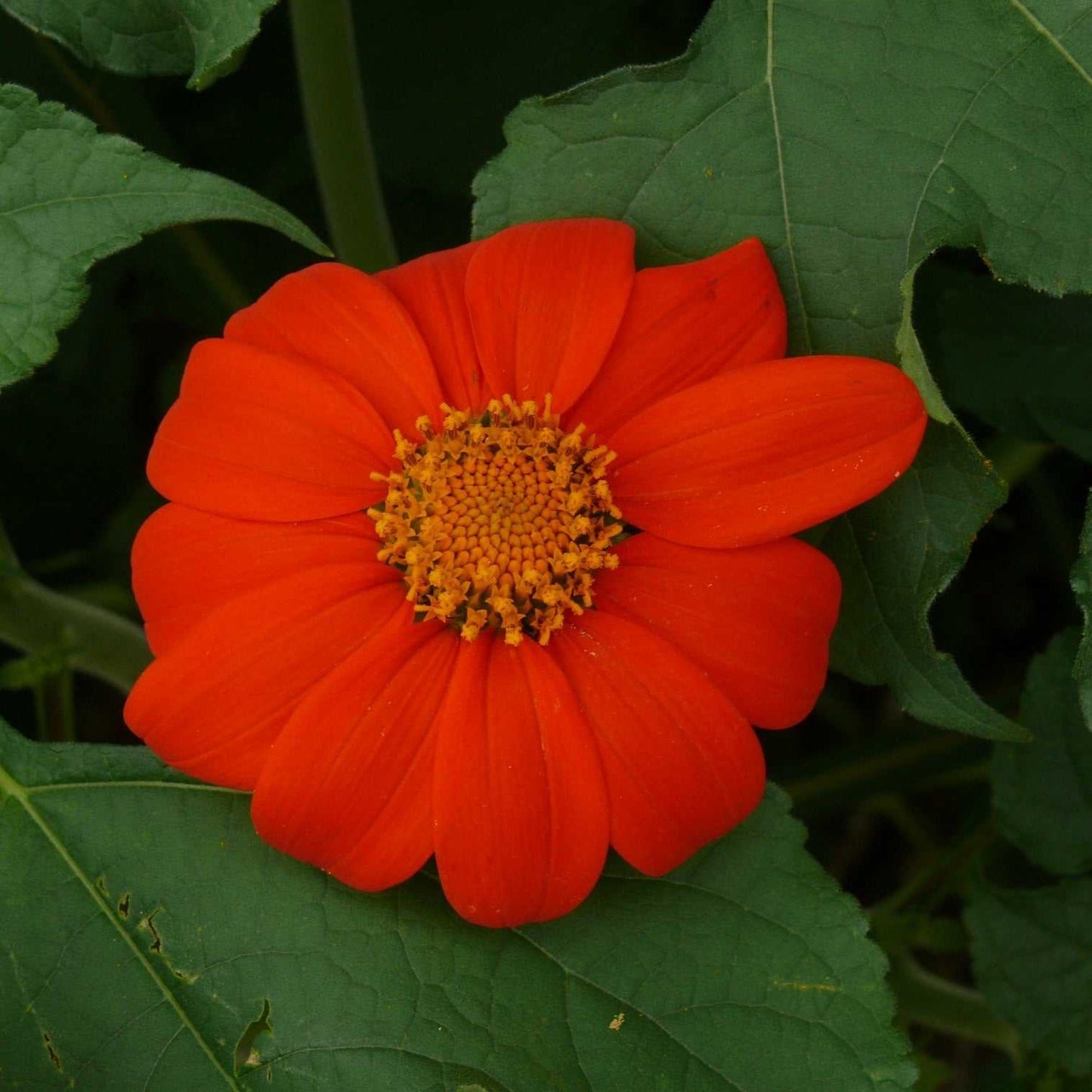 Tithonia Torch Mexican Sunflower with vibrant orange-red bloom and lush green leaves.
