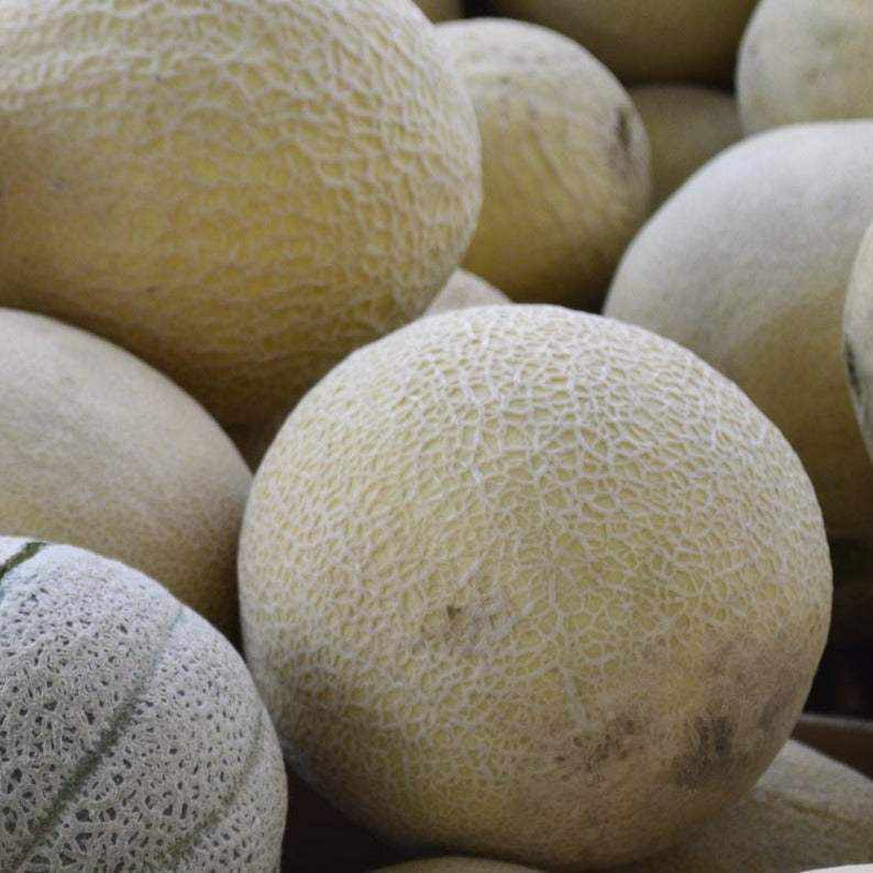 Heirloom NT Cantaloupe Heart of Gold melons with textured rind and yellow hue.
