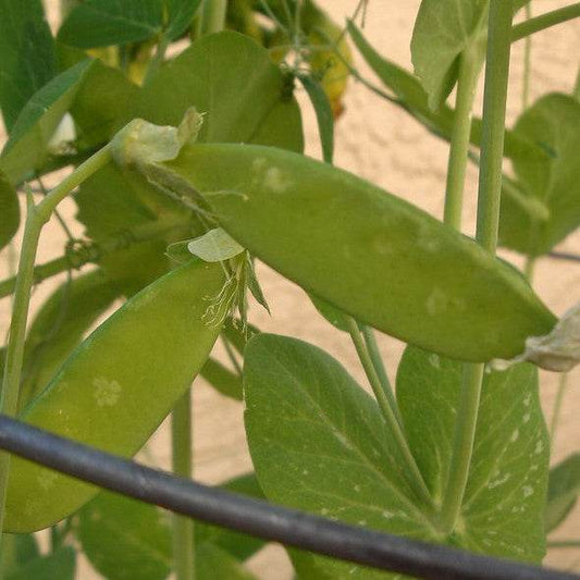 Alaska Shelling Peas Matches Seeds