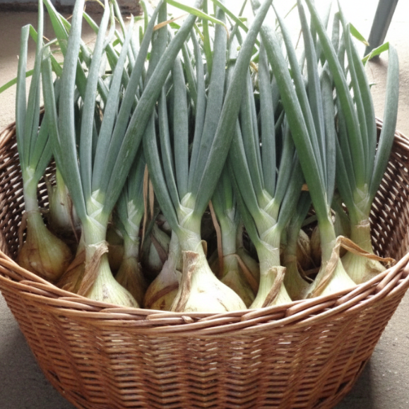 Basket of green onions on a concrete floor with shoes in the background