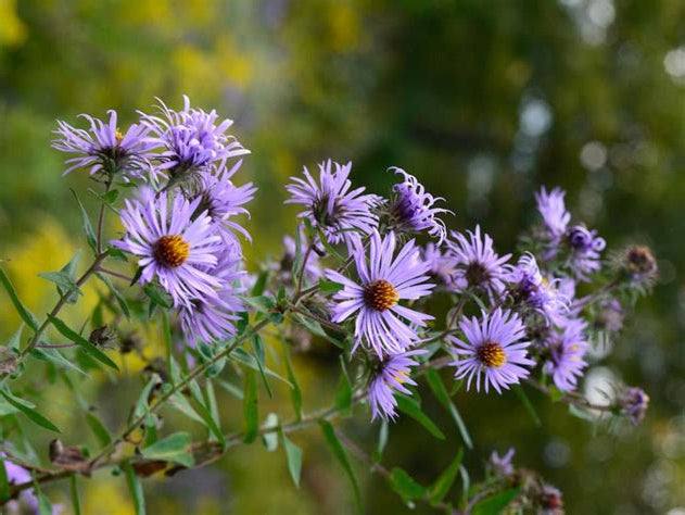 Great-Lakes Wildflower Seed Mixture, featuring vibrant wildflowers suited for the Great Lakes region, attracts pollinators.