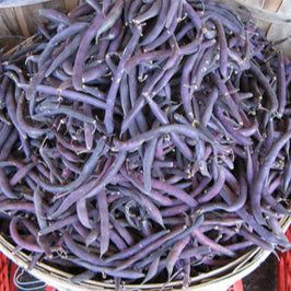 Bush beans with deep purple pods in a basket, showcasing vibrant "Beans Purple Queen."
