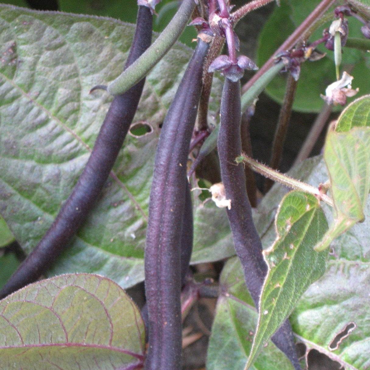 Deep purple pods of Beans Purple Queen against green foliage.