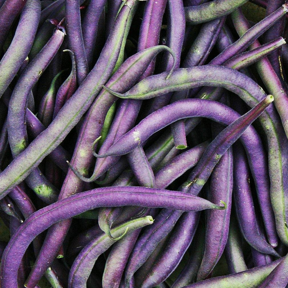 Deep purple pods of Beans Purple Queen variety.