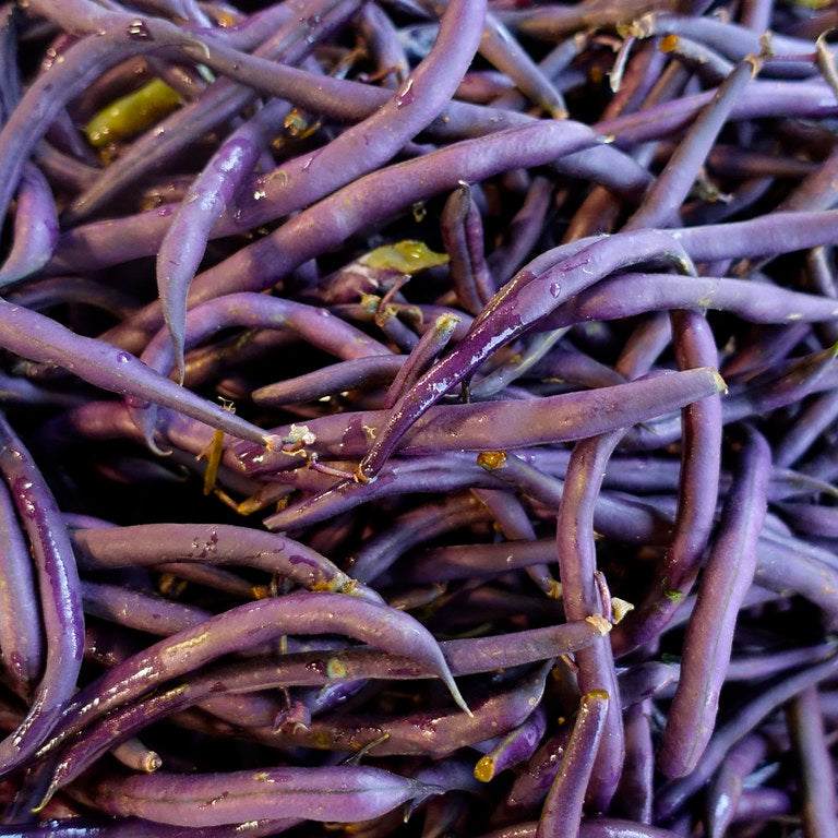 Purple Queen bush beans with deep purple pods.