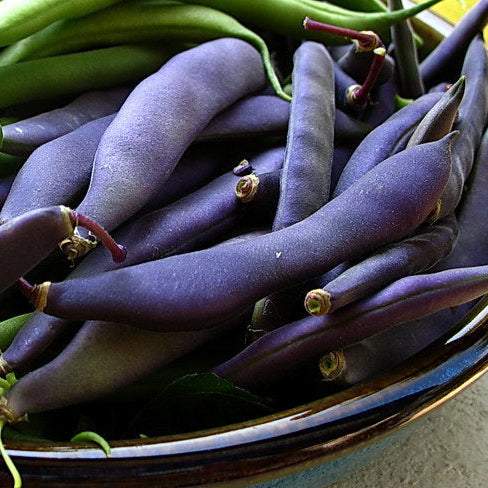 Deep purple pods of Purple Queen Bush Beans in a bowl.
