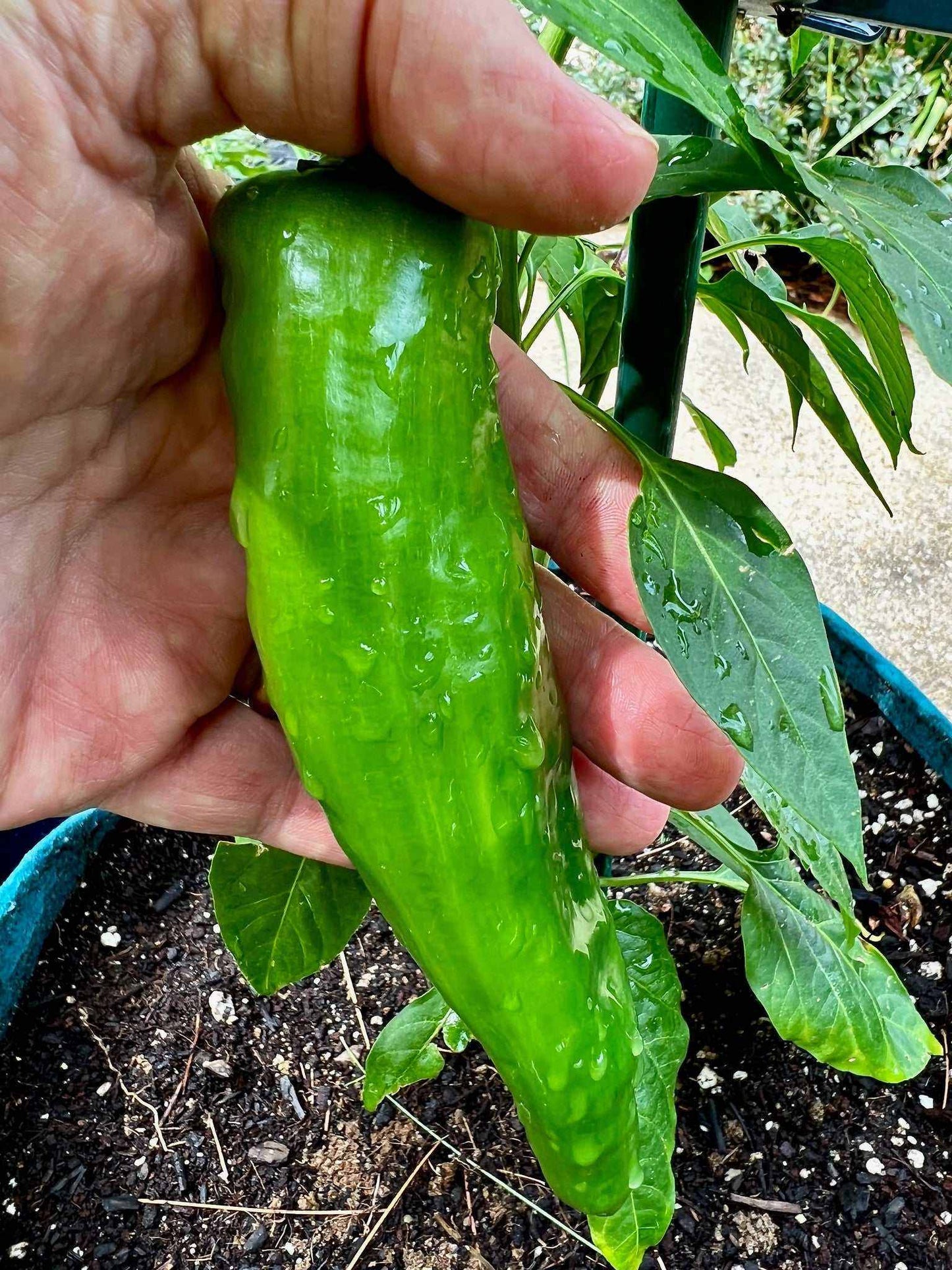Big Jim Pepper growing on a plant, showcasing its large size and vibrant green color.