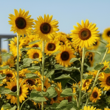 Big Smile Sunflower: The Pint-Sized Powerhouse Don’t let a small space stop you from growing a classic. The Big Smile Sunflower is a dwarf variety bred specifically for windowsills, patio pots, and urban borders.